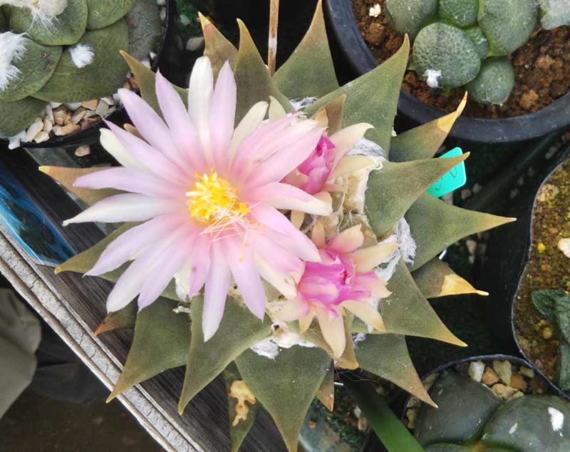 F1のちょっとだけピンクの花 チョットだけピンクの花