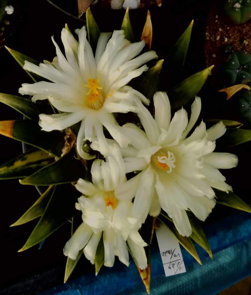三角牡丹原種の花 三角牡丹原種の花