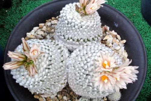 ウルトラ精巧殿